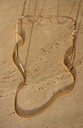Snake Gold, Glasses Chain