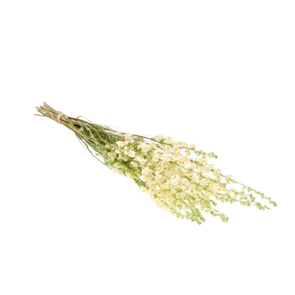 Dried Flowers - Delphinium White