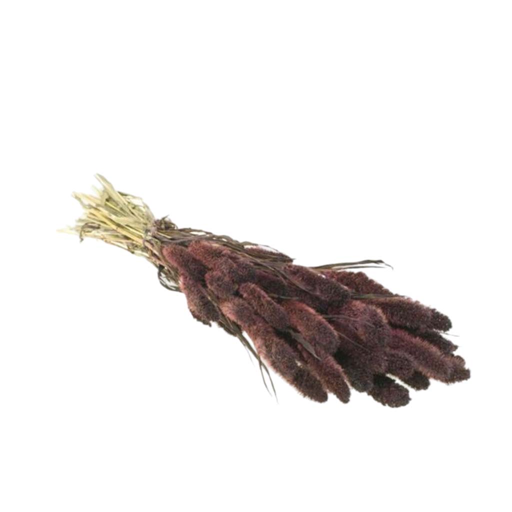 Dried Flowers - Setarea Dark Brown