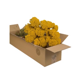 [HDFL02501] Dried Flowers - Achillea Natural