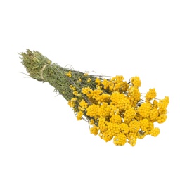 [HDFL02601] Dried Flowers - Lona Natural Yellow